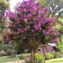 New 50 Seeds Lagerstroemia Indica Crepe Myrtle Trees Red Rocket 6 Color Mix Fres - £7.29 GBP