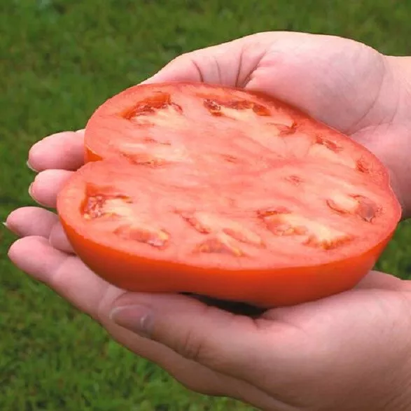 TISS50 Country Taste Tomato Juicy Tomatoe Vegetable Edible Food Garden S... - £6.89 GBP