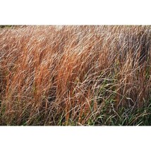 Pure Herbs: Sweet Root (Calamus) - 1 oz. (Natural Herbal Extracts) image 3