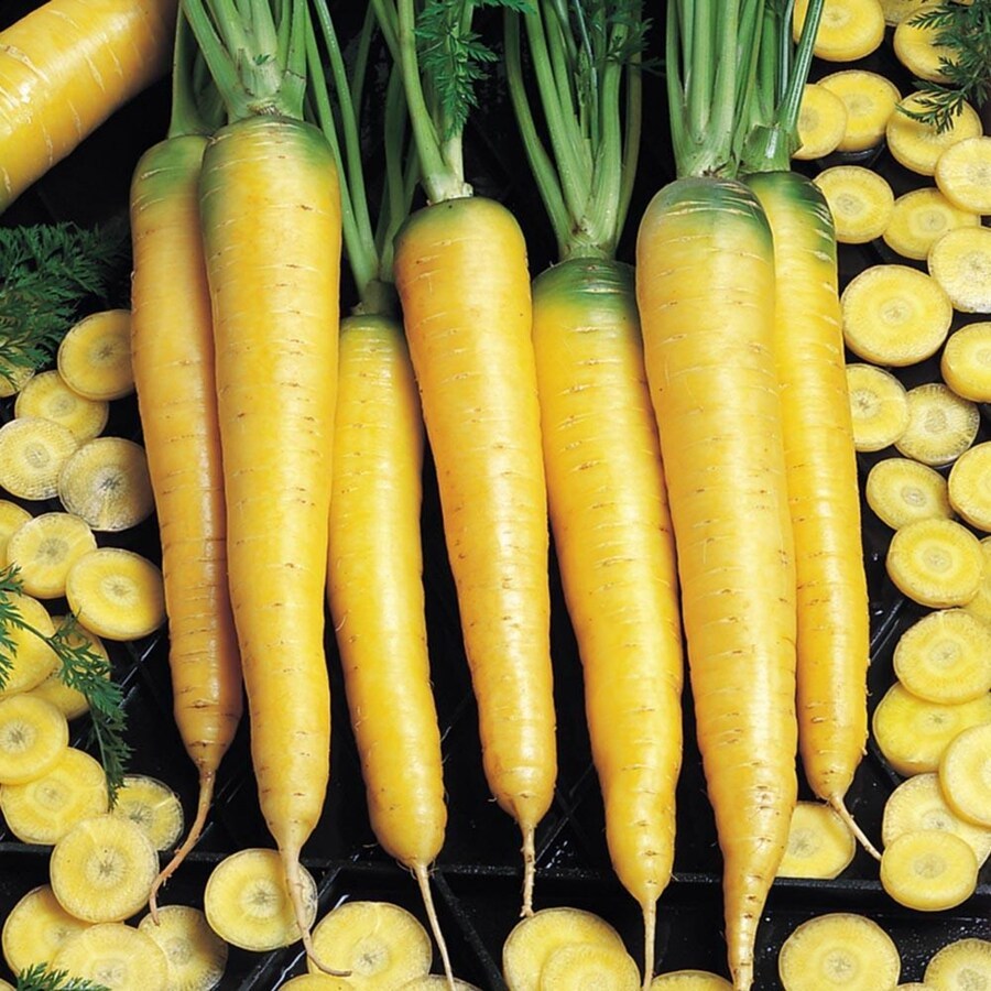 Yellowstone Carrot Vegetables Fresh Gardening - $15.92
