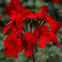 25+ Caliente Fire Geranium Seeds | Vibrant Red Flowers for Home Gardens - $16.50