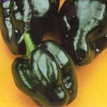 50 Ancho Poblano Pepper Chili Pepper Capsicum Annuum Vegetable Seeds US Seller F - £5.75 GBP