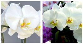 400 Seeds White Orchids Flowers Easy to Grow New Fresh Garden - £19.50 GBP