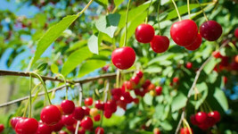 10+ Early Richmond Cherry Seeds - $7.00