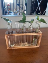 Desktop Glass Plant Propagation Station with 5 Test Tubes in Wooden Stan... - €18,84 EUR