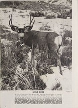 1942 Magazine Photo Huge Buck Mule DeerOut West in the Snow - $18.58