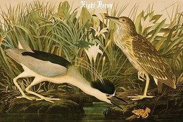 Night Heron by John James Audubon - Art Print - £17.25 GBP+