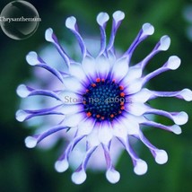 Purple Blue Spider Chrysanthemum Flowers 50 Seeds Headline Grabbing Seeds Plants - $11.98