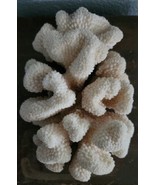 Cauliflower Coral 6x4x3 Flat Cut Base - €55,51 EUR
