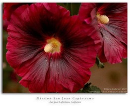 Thjar Giant Scarlet Red Danish Hollyhock Flower Seeds 50+ - $6.99