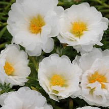 Portulaca Seeds Portulaca Happy Trails White 50 Seeds Fresh Seeds USA - $19.42