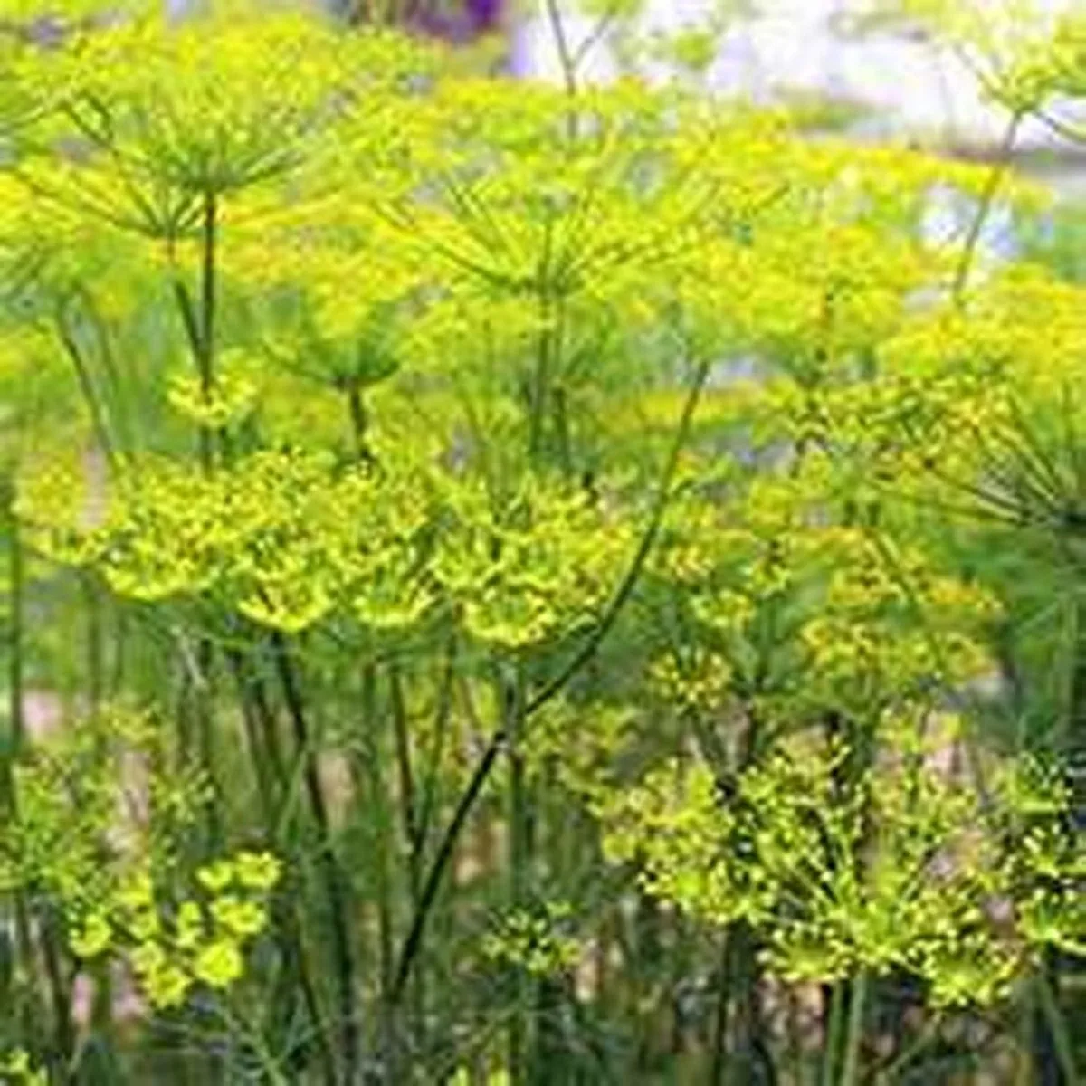 200 Seeds  Fennel- Florence - £5.89 GBP