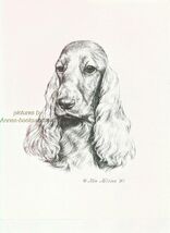 #289 ENGLISH COCKER SPANIEL dog art print Pen &amp; ink drawing by Jan Jellins - $12.50