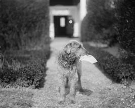 President Warren Harding&#39;s dog Laddie Boy 1923 Photo Print - £6.93 GBP+