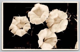 RPPC Daytura Lily Flower Utah Parks Co c1930s  Postcard E23 - £10.18 GBP