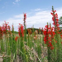 Ipomopsis Rubra Texas Plume Red Gilia Standing Cypress 30 Flower Seeds Fresh USA - $13.96