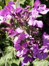 50 Seeds Money Plant Lunaria BiennisFrom US - £6.58 GBP