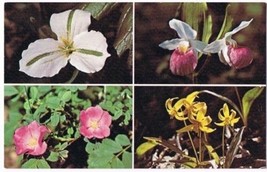 Ontario Postcard Wild Flowers Trillium Wild Rose Lady&#39;s Slipper Lily - £1.69 GBP