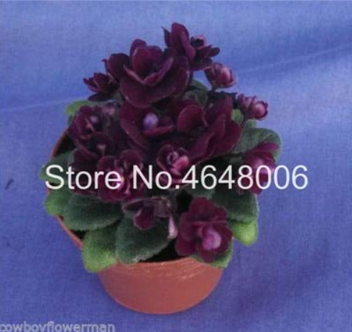 100 Seeds Mini Violet Beautiful Bonsai Flower African Herb Houseplants C... - $4.99