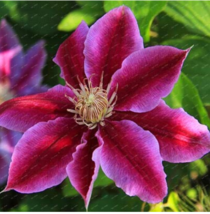 USA SELLER 100 Pcs/Pack Clematis Flowers Mixed Clematis Flores Potted Clematis G - $15.45