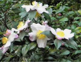  TEA PLANT Black &amp; Green Drinking Tea Tree Shrub Flower 5 Seeds - £7.46 GBP