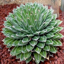  Agave Victoriae-Reginae, exotic rose succulent aloe hardy plant, 10 Seeds D - £17.26 GBP