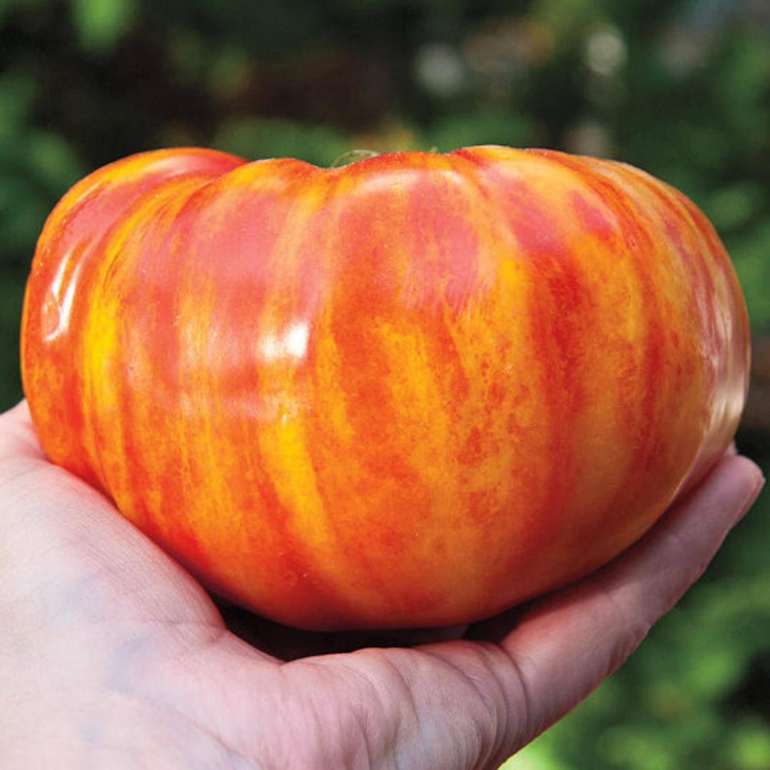Rainbow Beefsteak Tomato 2LB+ HEIRLOOM 30+ seeds PREMIUM strain 100% Organic