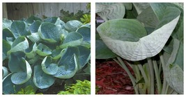 hosta ABIQUA DRINKING GOURD potted plant Houseplant  - £37.73 GBP