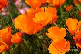 Poppy- California Orange- 500 Seeds- Tera Store - £4.78 GBP