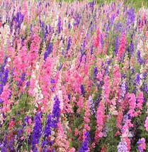 KKG Rocket Mix Larkspur Seeds Delphinium Colorful Tall Wild Fresh Garden - $146.94 MXN