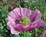 Poppy Lavender 100 NON GMO Seeds - £5.40 GBP