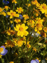 1500 Seeds California Sunshine Goldfields Lasthenia Glabrata Yellow Flower  - $9.68