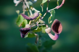 25 Heirloom Tropical Seeds- Dutchmans Pipe -- Aristolochia tagala - £3.13 GBP