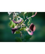 25 Heirloom Tropical Seeds- Dutchmans Pipe -- Aristolochia tagala - $3.99