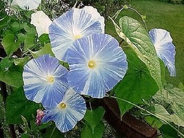 BPA 50 Seeds Blue &amp; White Flying Saucers Morning Glory Flower Vine Ipomoea Purpu - £7.82 GBP