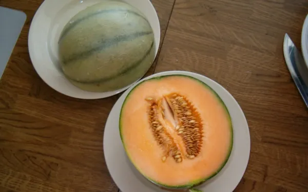 25+ Seeds Charentais Melon Fast Growing Sweet Tasting Usa Farm Planting Garden - £5.80 GBP