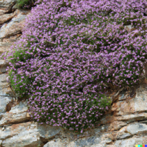 Creeping Thyme 5000 Seeds Perennial Herb &amp; Purple Groundcover - £7.98 GBP
