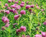 1100 Sprouting Red Clover Cover Crop Seeds Non Gmo Heirloom Fresh Seeds ... - $8.99