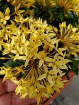 Dwarf Yellow Ixora Live plants ~Miniature Taiwanensis 2-4 inches tall - £23.64 GBP