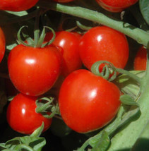 50 Seeds Tomato Tomatoberry Cherry Tomato Indeterminate Heirloom Nongmo - £7.49 GBP