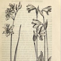1905 Grass Pink Snake Mouth Flower Print Pen &amp; Ink Lithograph Antique  - £13.77 GBP