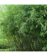 50 Bissetii Bamboo Seeds Privacy Climbing Garden Seed 375 US SELLER - $14.00