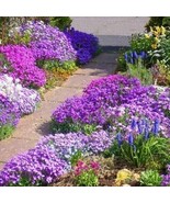 Moss Rose Grandiflora 3,000 Seeds Spring Mix Flowers Groundcover/Ts - £5.60 GBP