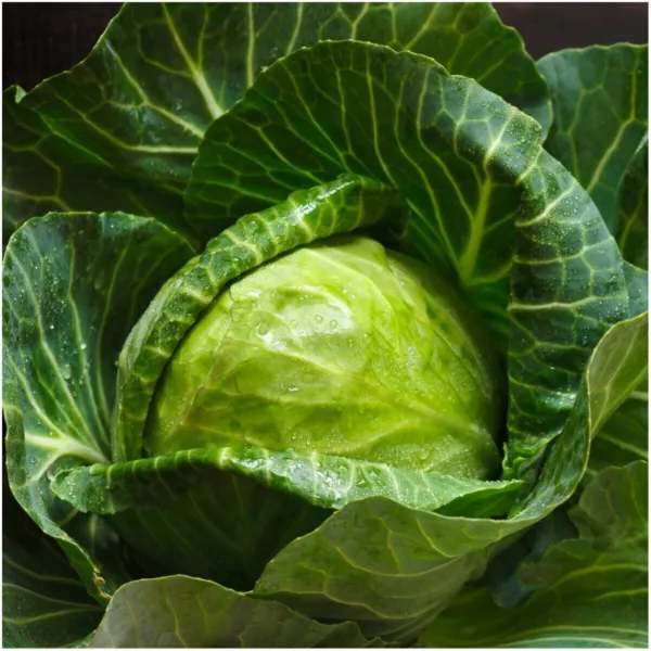 New Fresh 800 Cabbage Seeds Early Round Dutch - £7.08 GBP