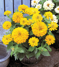 50 Zinnia Dreamland Yellow Flower Seeds - $19.45