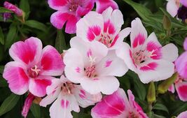 Farewell to Spring Seeds, Clarkia, Godetia, Gorgeous Pink Wildflower, FR... - $1.97+