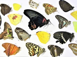 10 Lot butterfly wholesale, UNMOUNTED, CLOSED WINGS, mix lot, accessories, butte - £38.23 GBP