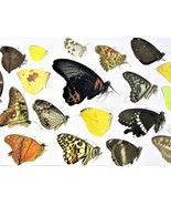10 Lot butterfly wholesale, UNMOUNTED, CLOSED WINGS, mix lot, accessorie... - £37.80 GBP