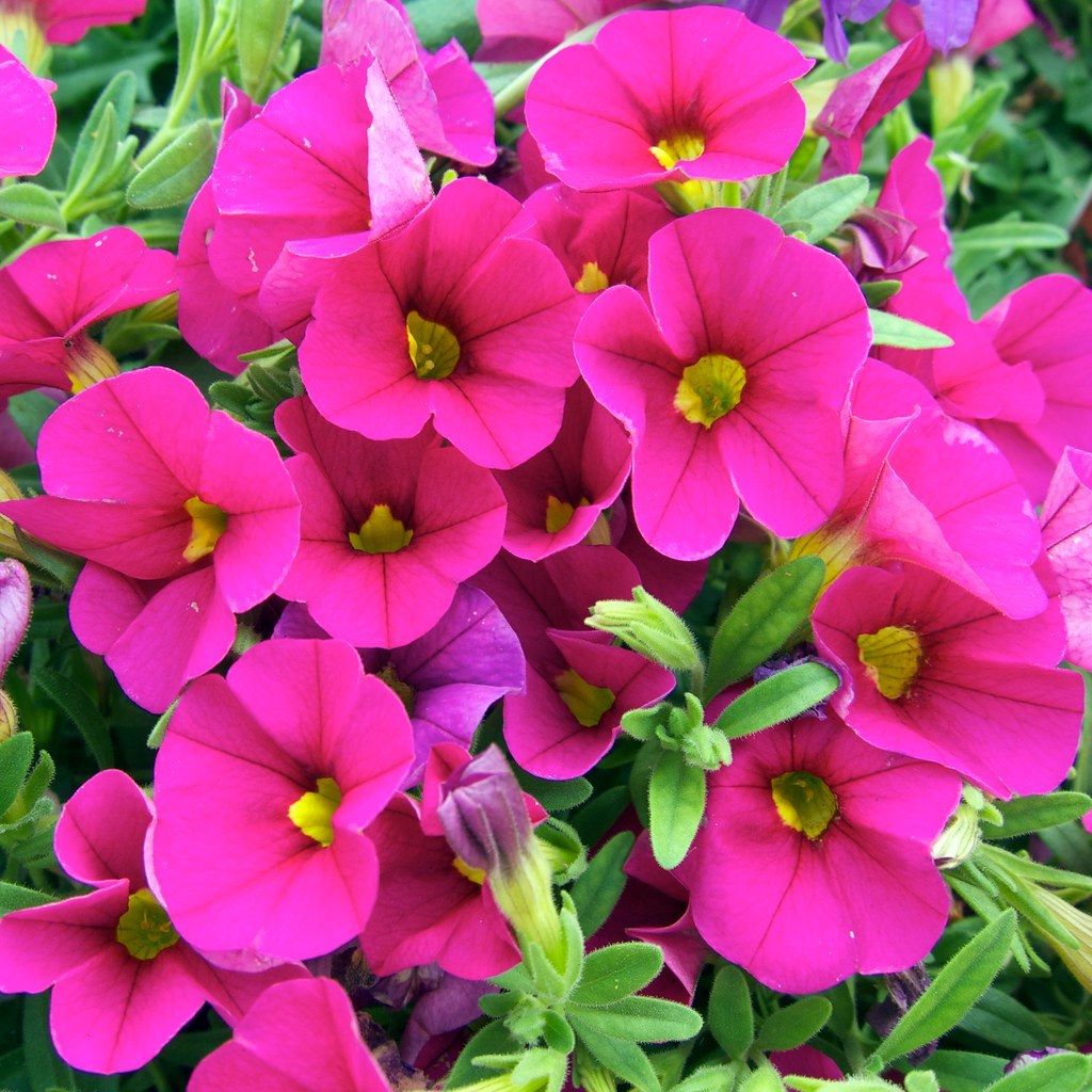 Calibrchoa Million Bells Annual Flower - Rose Red Flowers, 100 SEEDS D