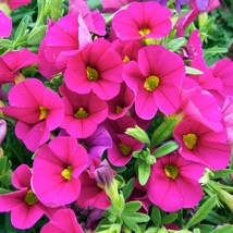 Calibrchoa Million Bells Annual Flower - Rose Red Flowers, 100 SEEDS D - $14.35